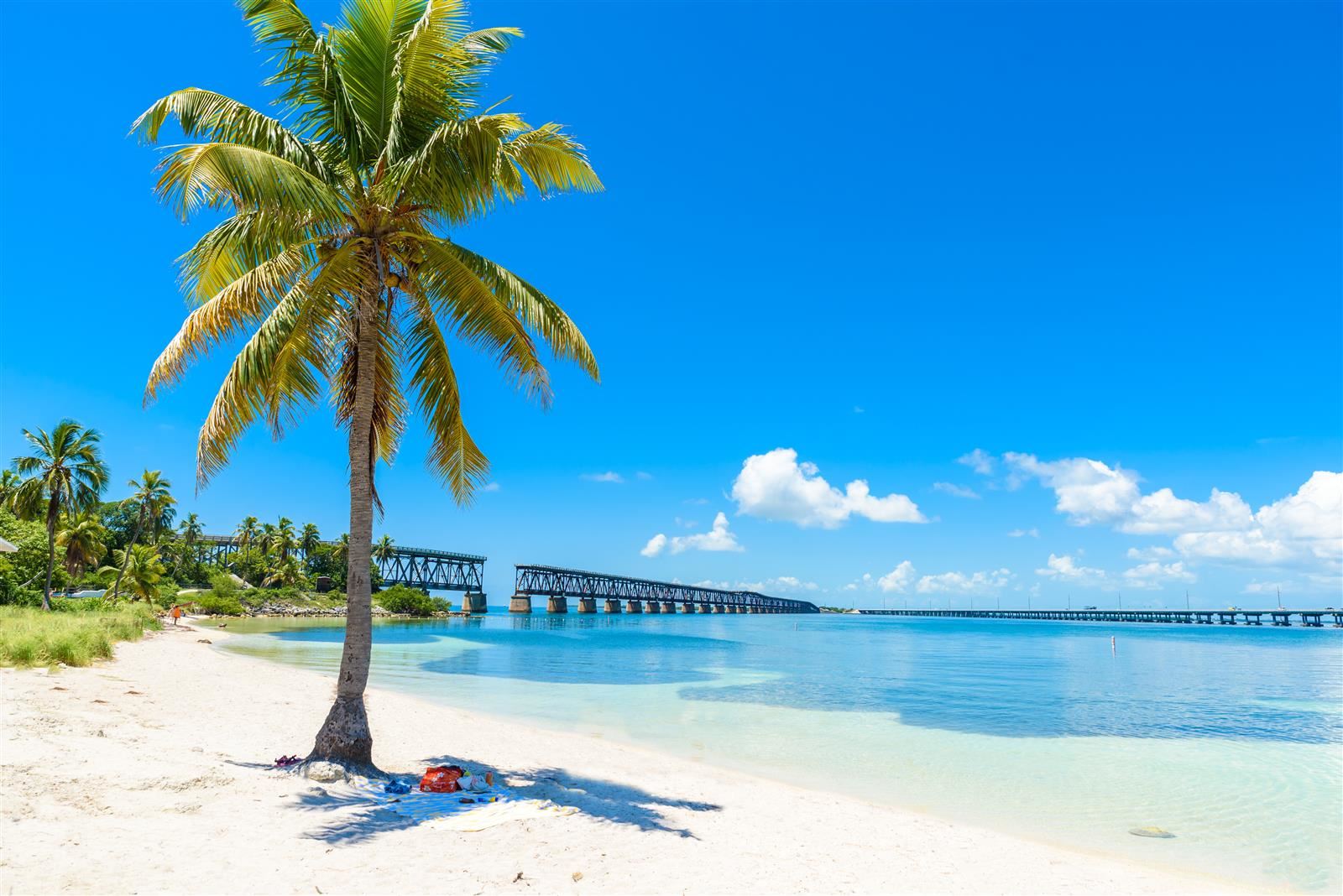 Palm tree on the beach
