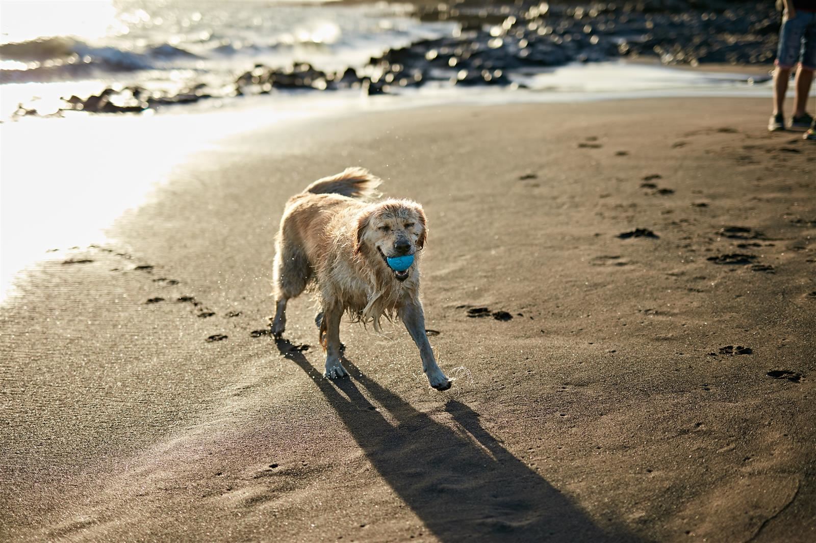 dog on the beach